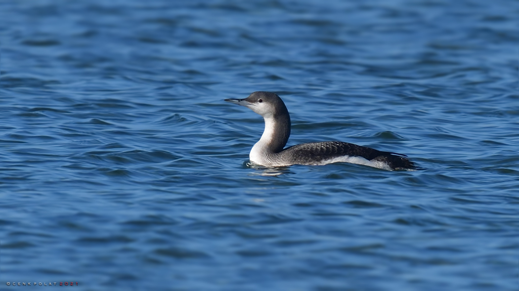 Arctic Loon